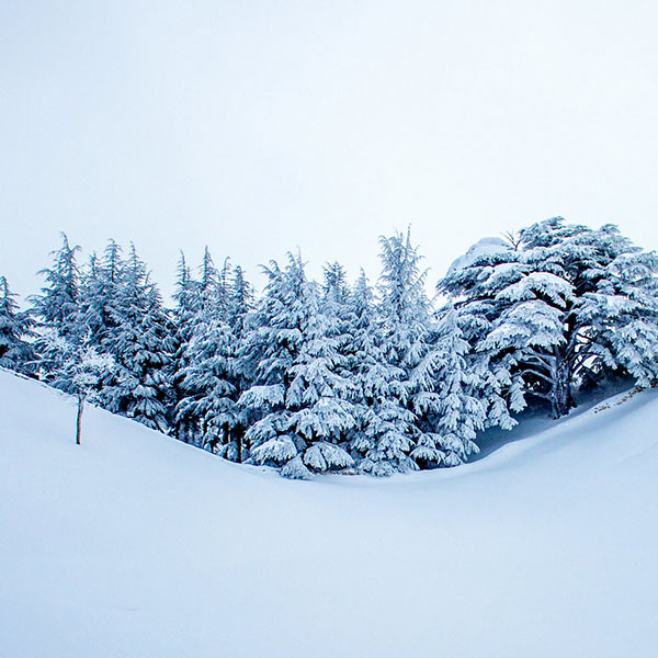 cedars-of-god-covered-by-snow-during-winter-season