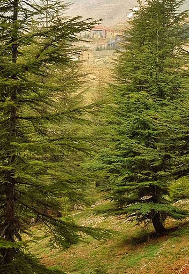 cedars-of-god-lebanon