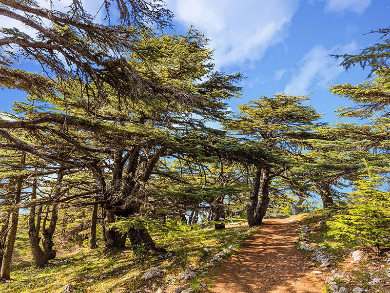 wine-tatsing-with-cedars-lebanon