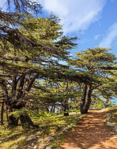 Al-Chouf-Cedars-forest