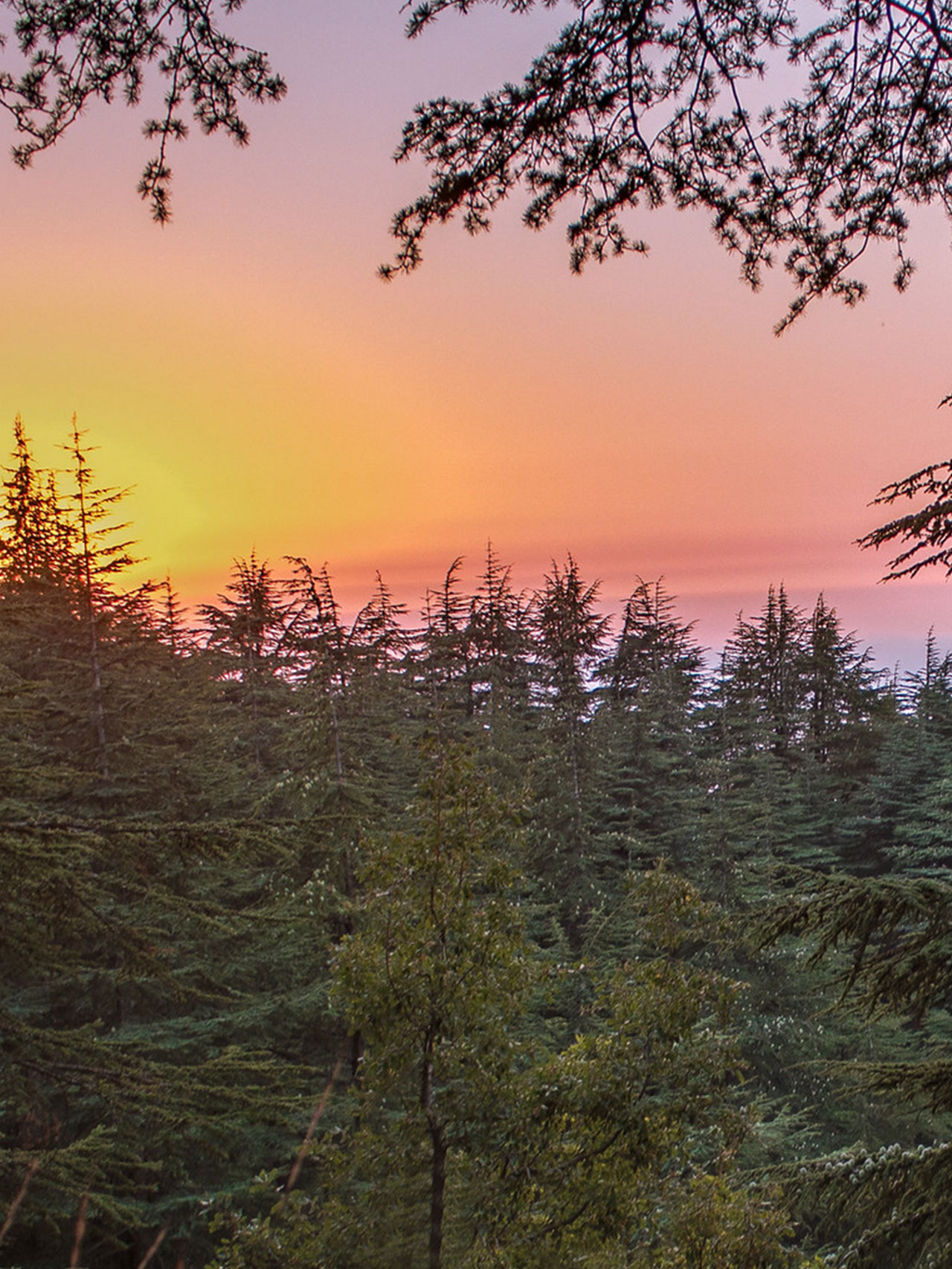 cedars-of-god-bcharre-lebanon-5