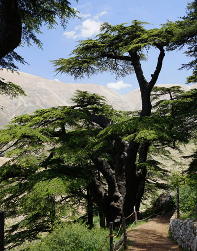 cedars-of-god-forest