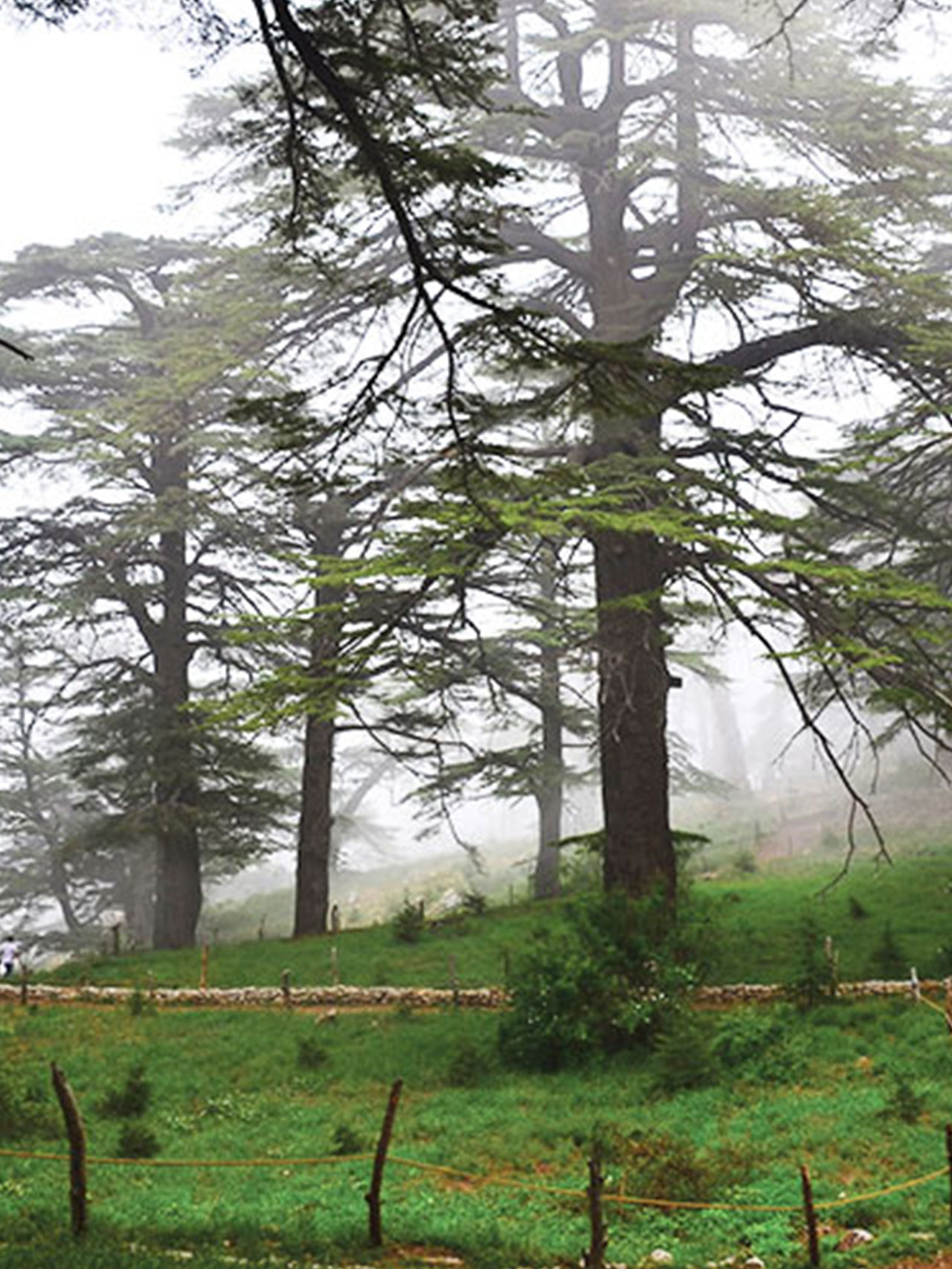 cedars-of-god-forest-bcharre-lebanon-5