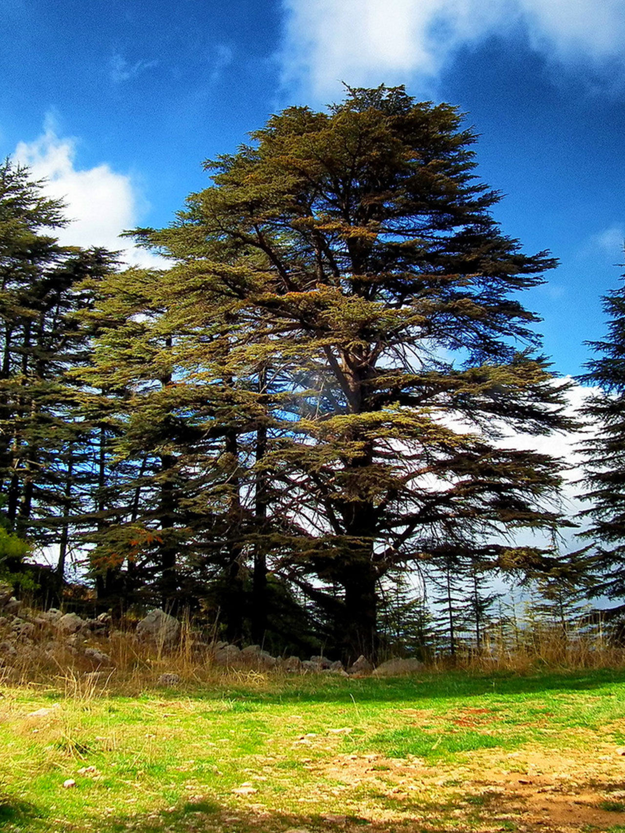 cedars-of-maasser-al-chouf-nature-reserve-lebanon